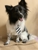 Little Tykes Dog Grooming - Pet Services