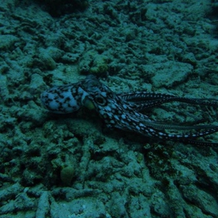 Rainbow Scuba Hawaii - Honolulu, HI