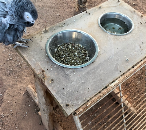 Gilcrease Nature Sanctuary - Las Vegas, NV. The black/brown stuff in the bowl is mouse feces