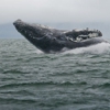Whale Watch Alaska gallery