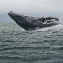 Whale Watch Alaska - Tours-Operators & Promoters