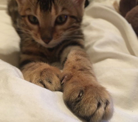 BIMINI Bengal & Abyssinian cats cattery - Brooklyn, NY