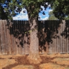 Superior Services Tree Care gallery