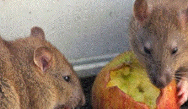 Ultra Pest Management - Springfield, NSW