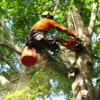 Geddie's Tree Service gallery