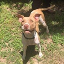 Wishbone Pet Care - Pet Grooming