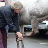 Pilchuck Veterinary Hospital - Equine gallery