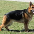 Vonwiites German Shepherds - Pet Breeders