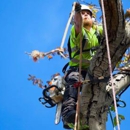 Arbor Max Tree Service - Tree Service