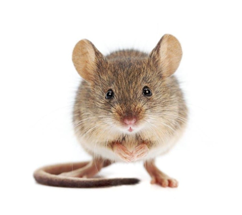 Ridley's Pest Control - Echuca, VIC