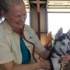 Dr. Lynn Foster Veterinarian Clinic gallery