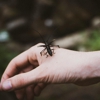 Sandy's Pest Control gallery
