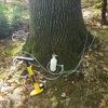 Friendly Tree Service Inc gallery
