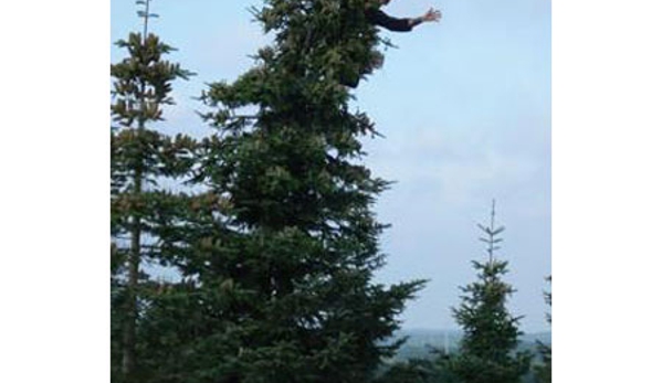 TreeSpec Professional Arborists