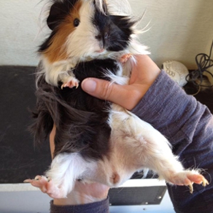Man's Best Friend Dog Grooming - Strathfieldsaye, VIC