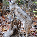 Wildcat Taxidermy - Taxidermists