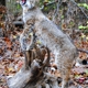 Wildcat Taxidermy