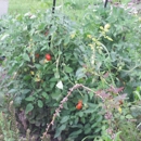 Sunny Crest Produce