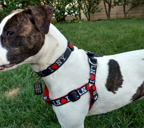 Doggie Collars Direct - Passaic, NJ