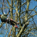 Fair Tree Services - Tree Service