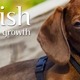 Nourish Pet Care