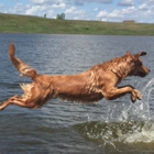 Golden Retriever Puppy Breeder - Floden Farm