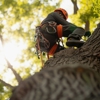 All Metro Stump Removal gallery