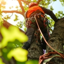Top Notch Tree Service - Tree Service