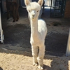 Sawdust Alpacas gallery