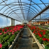 Cedar Swamp Farm & Greenhouses gallery