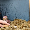 Nature Shield Pest Solutions gallery
