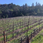 Checkerboard Vineyards