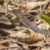 All Creatures Wildlife Control gallery