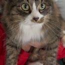 Muirfield Animal Hospital - Veterinarians
