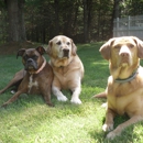 Stone Hill Pet Sitting Service - Pet Sitting & Exercising Services