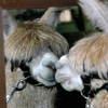 The Alpacas Of Spring Acres gallery