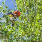 All In Tree Service of Woodstock