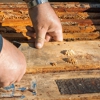 Bed bug proz gallery