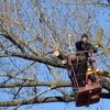 Sunshine Tree Trimming gallery