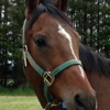 Timber Ridge Equestrian Center gallery