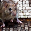 Great Lakes Pest Control Co gallery