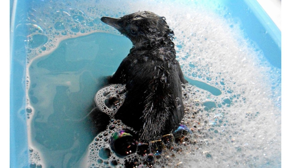 Penguin Veterinary Centre - Penguin, TAS
