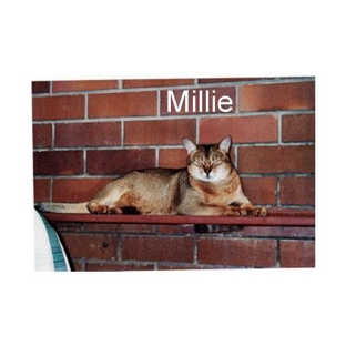 Pets Eternal Pet Memorial Services - Greenbank, QLD