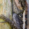 Golden Critter Control gallery