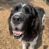 Canine Behavioral Services Inc. gallery
