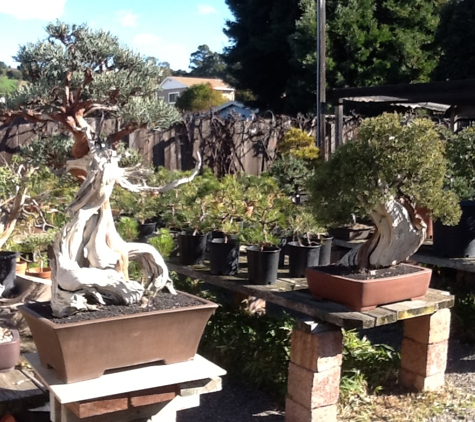 Grove Way Bonsai Nursery - Hayward, CA