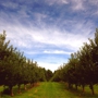 Drazen Orchards