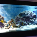 Nemo Aquarium - Aquariums & Aquarium Supplies-Leasing & Maintenance