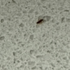 StrongArm Pest Control gallery