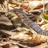 Buxmont Wildlife Nuisance Control gallery